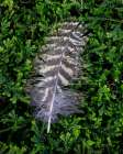 USA, Washington State, Seabeck. Hawk feather on moss. Art Print